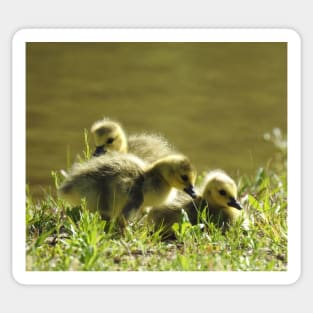 Baby goslings, Canadian Geese, wildlife gifts Sticker